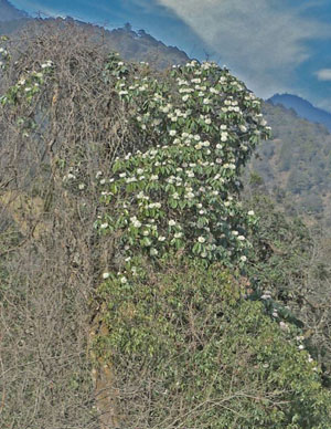 Rhododendron Arboreum, Bhutan (J Pearce)